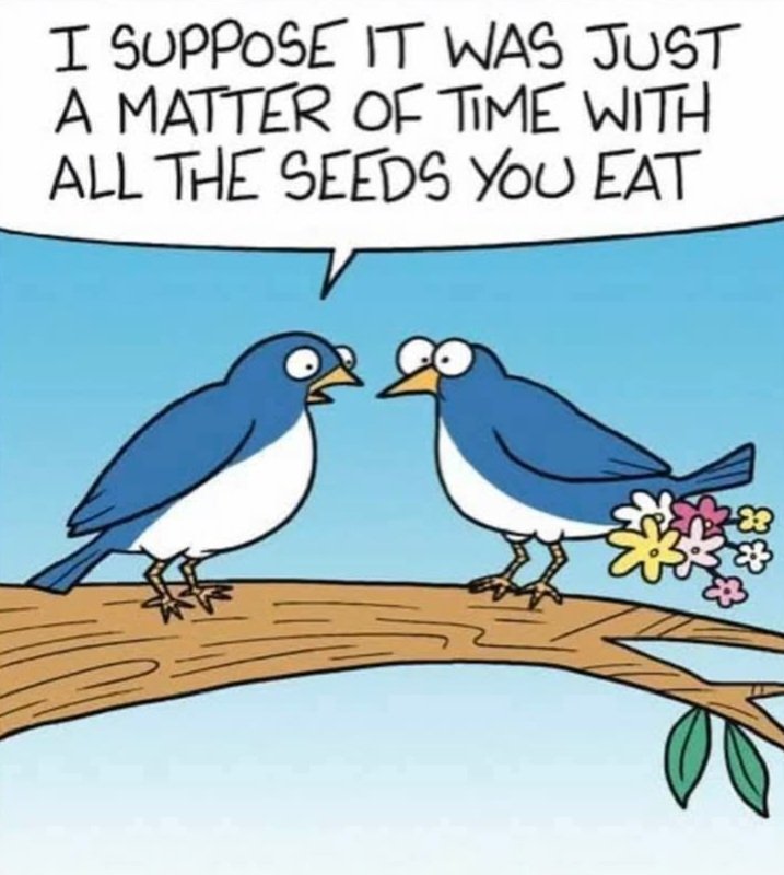 Damian_Quinn666's tweet image. Good Morning 
#birds #seed