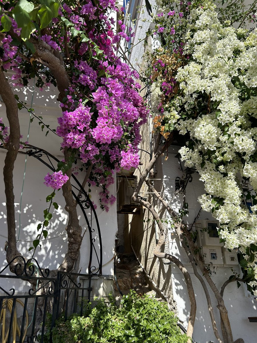 icecreammiku's tweet image. °❀⋆.ೃ࿔*:･
 #flowers ꫂ❁