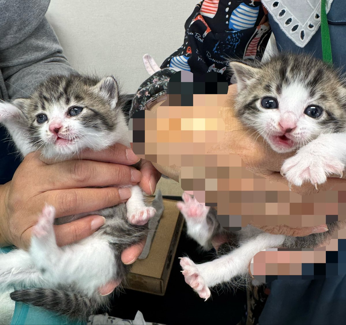 ねこうらら【公式】 tweet media