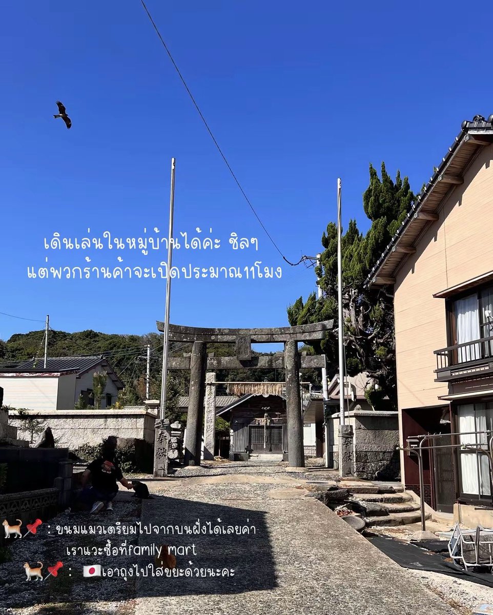 Pumpie15's tweet photo. ไปเกาะแมวในปี2025 

สถานที่📍: ainoshima island การไปเกาะแมวในปี2025 ช่วงเดือนตุลาคม ช่วงที่เราไป หาเส้นทางในgoogle mapขึ้นว่าเรืออยู่ระหว่างปรับปรุง คิดว่าจะอดไปแล้ว แต่ยังไปได้นะ แต่เรือลำเล็กกว่าปกติ จุคนได้น้อยลงเฉยๆค่า 🐈📌 : ขนมแมวเตรียมไปจากบนฝั่งได้เลยค่า เราแวะซื้อที่family mart 🐈📌 : 🇯🇵เอาถุงไปใส่ขยะด้วยนะคะ  ⛴️การเดินทาง :  1. เราเริ่มเดินทางออกจากHakata ตอนเช้า กะเวลาให้ไปทันเรือรอบ9.20 hakata station นั่งรถไฟ JR Kagoshima line จาก Hakata staion-> fukku daimae station เดินออกทางทิศเหนือ  2. ต่อรสบัสสาย1 รอบรถบัส 8.36น. ไปลงป้าย Ainishima Tosenba (Ainishima ferry terminal) 10นาที ไป Shingu port *เงินสดเท่านั้น* นี่คือที่เราแพลนไว้ แต่!!! เรานั่งรถไฟเพลิน เลยไป3สถานี กว่าจะย้อนกลับมาก็เลยรถบัสรอบที่เล็งไว้ สรุปเรียกDidi สมัครตอนนั้นเลย จาก fukku daimae station ไปท่าเรือ shingu port 14xx เยน  3. ซื้อตั๋วที่ตู้อัตโนมัติ เราซื้อแบบขาไปอย่างเดียว และนั่งเรือที่ Shingu port รอบ 9.20 นั่งไปประมาณ20นาทีค่า 🎫พอลงจากเรือ จะเจอน้องแมวนอนต้อนรับเลย เดินไปทางซ้ายนิดนึงจะมีห้องขายตั๋วค่ะ ไว้สำหรับซื้อตั๋วขากลับ ห้องน้ำก็จะอยู่ข้างในห้องขายตั๋วเลยค่ะ🎫  🐈น้องแมวทุกตัวจะมีแหว่งๆตรงหู เป็นสัญลักษณ์ว่าน้องทำหมันแล้วค่ะ แต่ตอนเราไปแอบเห็นลูกแมวจิ๋วตัวนึงแหละ 💖 ขากลับ กลับทางเดียวกับทางที่มาเลยค่า 1. นั่งเรือกลับมา Shingu port 20 นาที (ขึ้นเรือที่เดียวกับตรงที่เรือไปส่งค่ะ) 2. นั่งbus no.2 ไป fukku daimae station บัสจะจอดข้างห้อวขายตั๋ว 3.ขึ้น JR กลับ Hakata #เที่ยวญี่ปุ่น #ฟุกุโอะกะ #fukuoka #ญี่ปุ่น #เที่ยวด้วยตัวเอง