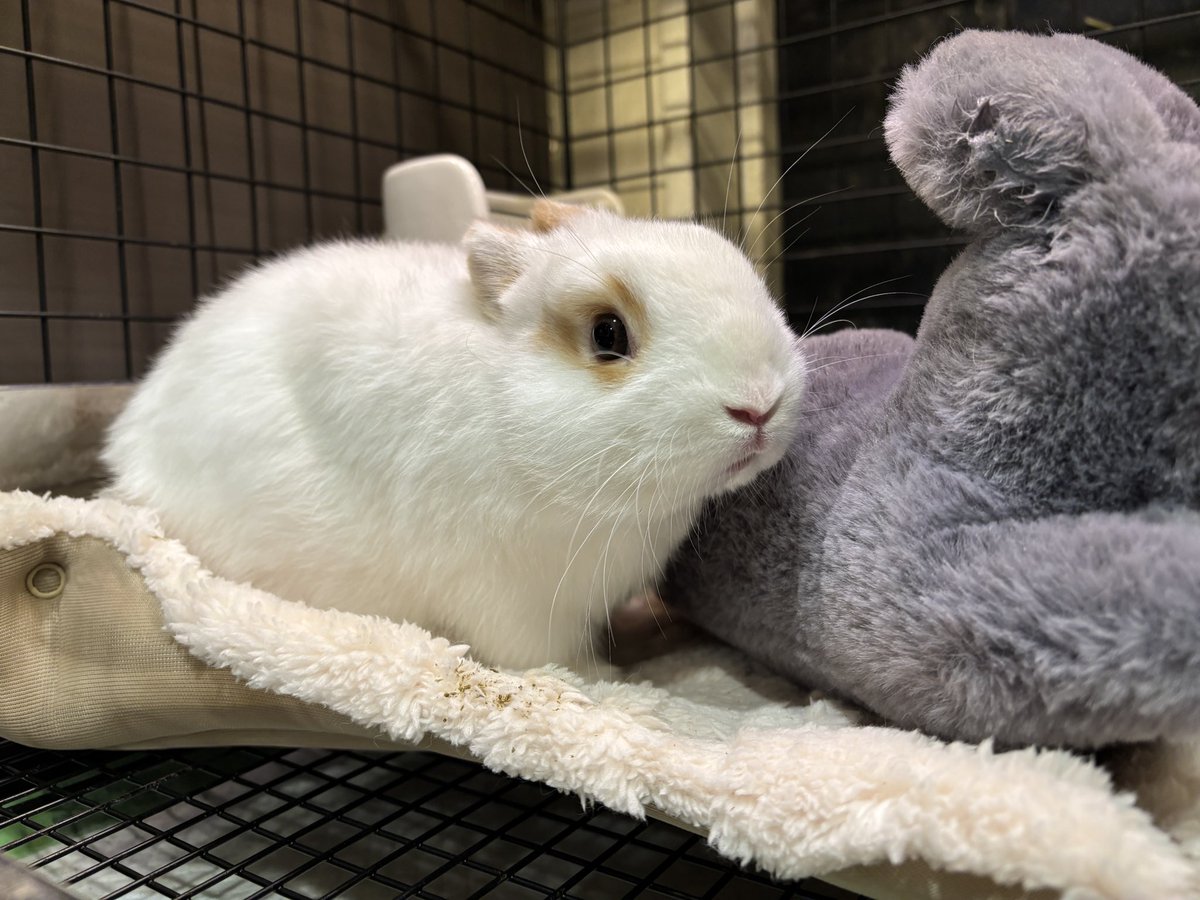 sippo_kichijoji's tweet image. ふわふわピクニックとうたぴた枕がお気に入りなの❣️

#うさぎと暮らす #うさぎのしっぽ吉祥寺店  #bunny #토끼 #うさぎ好きさんと繋がりたい