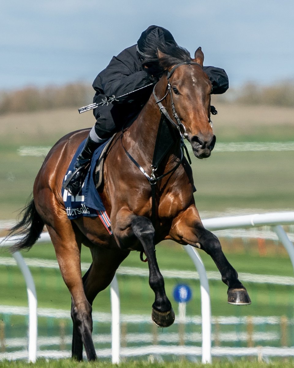 Tattersalls1766's tweet photo. Lacka House Stables will offer a New Bay colt out of the Stakes winning Raven's Cry as a wildcard entry in this week's #TattsGuineas Breeze Up Sale, catalogued as lot 362.

Pedigree ➡️ https://t.co/9Hg08PCAVz https://t.co/2OmNg9Mn9r
