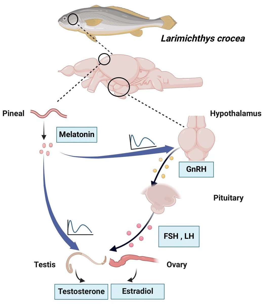 Fishes_MDPI's tweet image. 🐟#EditorsChoice paper in #Fishes!

Functional Involvement of Melatonin and Its Receptors in #Reproductive Regulation of the Marine Teleost, Large Yellow Croaker (Larimichthys crocea)
👉mdpi.com/2410-3888/10/1…

💦#melatoninreceptors #reproduction #GnRH #HPGaxis