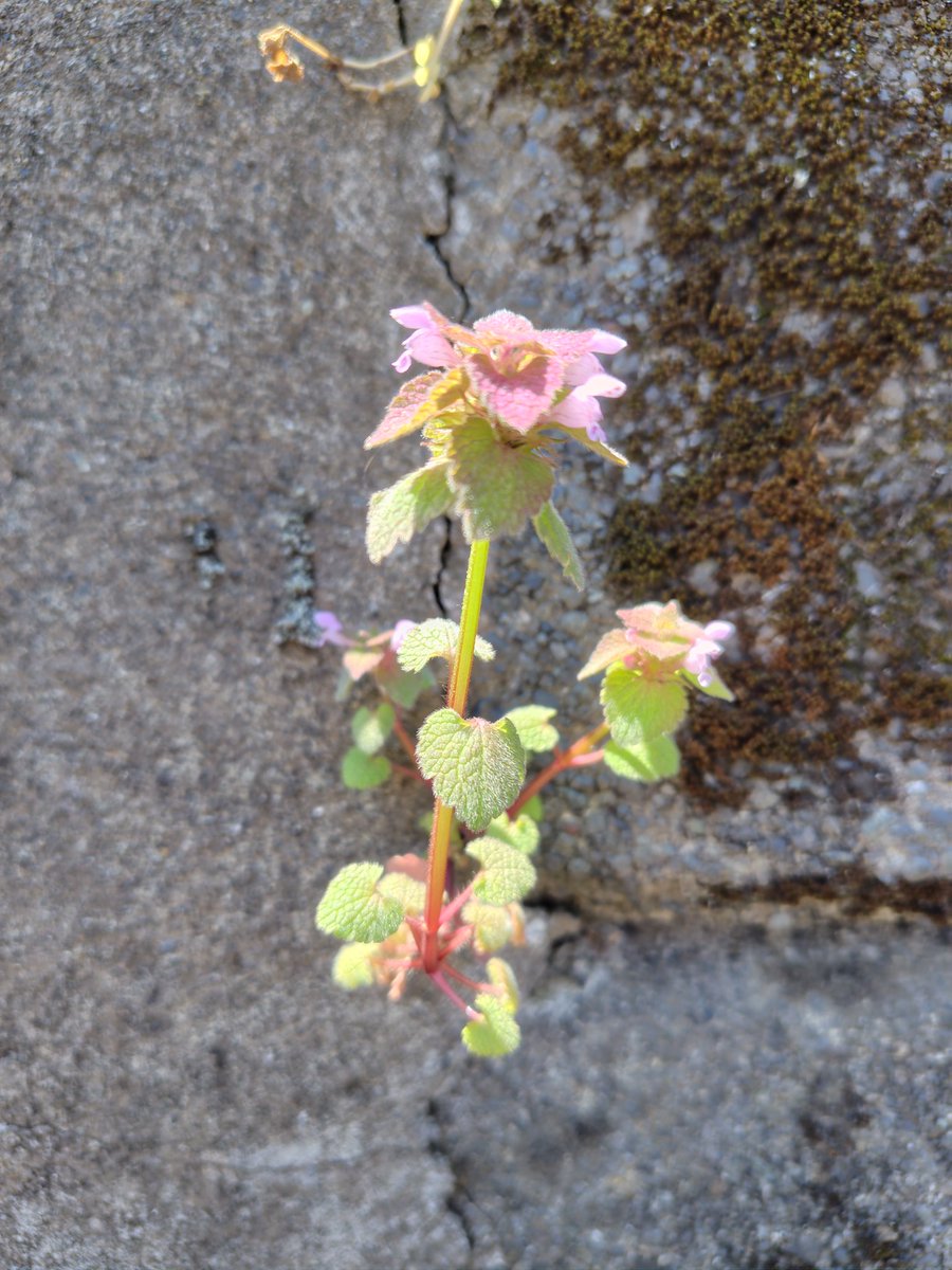 #雑草散歩
似た植物覚え方😅
『ホトケノザの方がヒメオドリコソウより踊ってる』　※イメージです

ちなみに画像は『ヒメオドリコソウ』