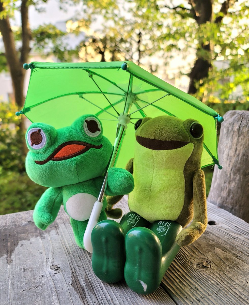 まだ雨が降っていますが、お天気雨のようになってきました。虹🌈が出る
