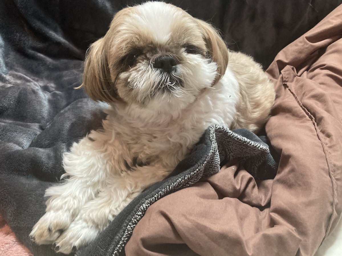 ウメスケ tweet media