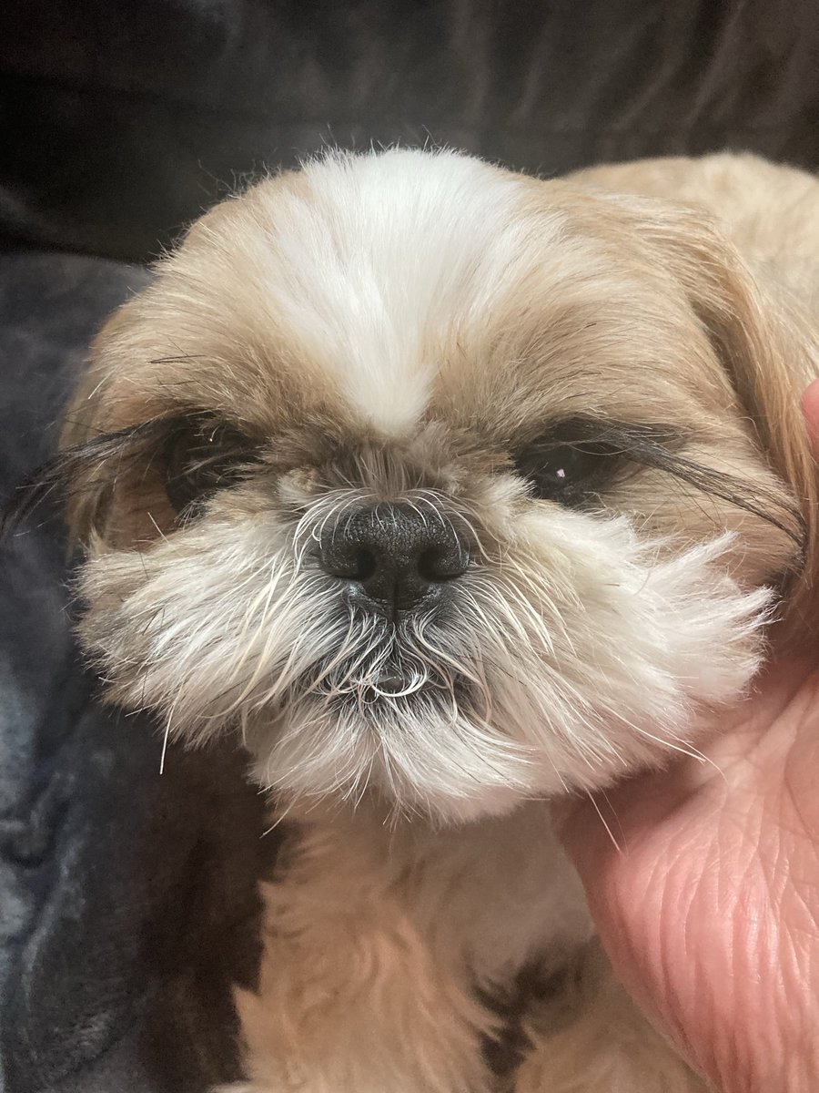 ウメスケ tweet media