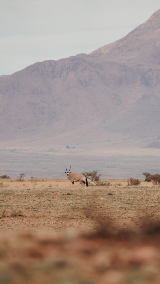 GondwanaLodges's tweet image. Solitude is not emptiness. In the Namib, it is the full weight of an ancient world — and yours to inhabit, if only for a while.

#lunanamibcollection #luxurytravel #namibia #namibrand