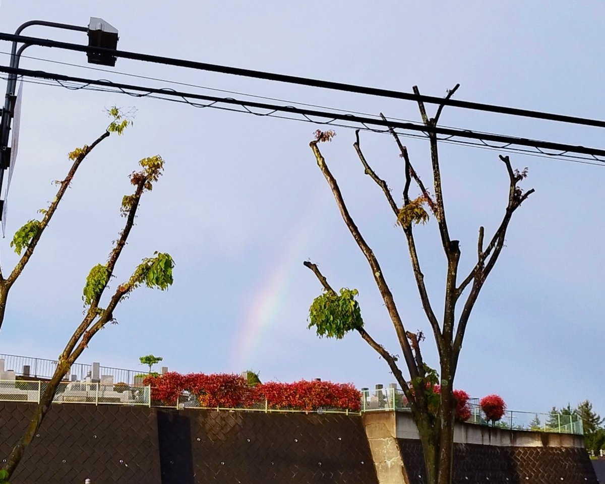 robren20's tweet photo. 雨上がりの空に虹が架かってたんニャ🌈
良い事ありそうだニャ😼
#ロシアンブルー　#猫との暮らし
#高尾　#虹 https://t.co/j5FMHQBEET