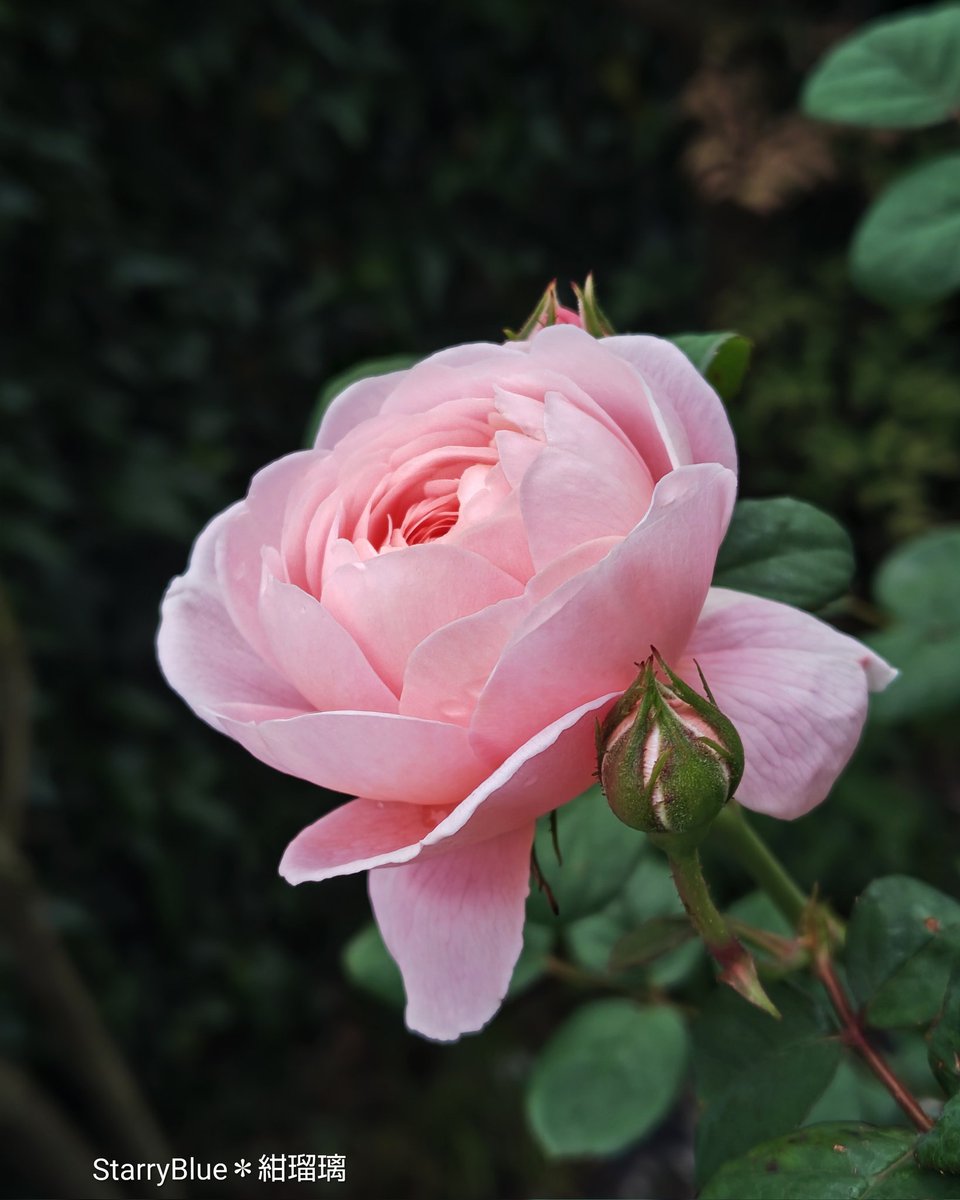 *⋅ Starry Blue ⋅*∗°❄️ tweet media