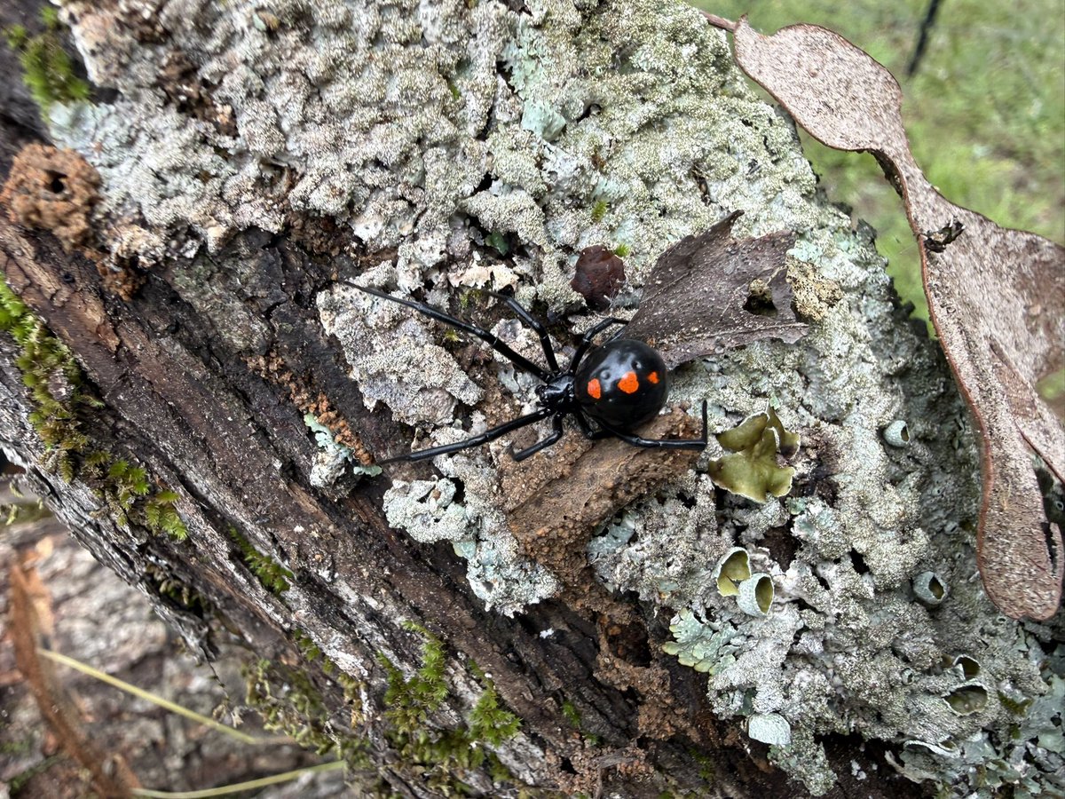 CharlieWat54909's tweet image. Springtime sure brings these kids out in droves. Another Shoe Button spider playing lumberjack…#livingthedream #rvlife #rvliving #outdoors #texasliving