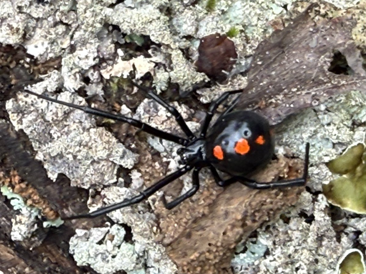 CharlieWat54909's tweet image. Springtime sure brings these kids out in droves. Another Shoe Button spider playing lumberjack…#livingthedream #rvlife #rvliving #outdoors #texasliving