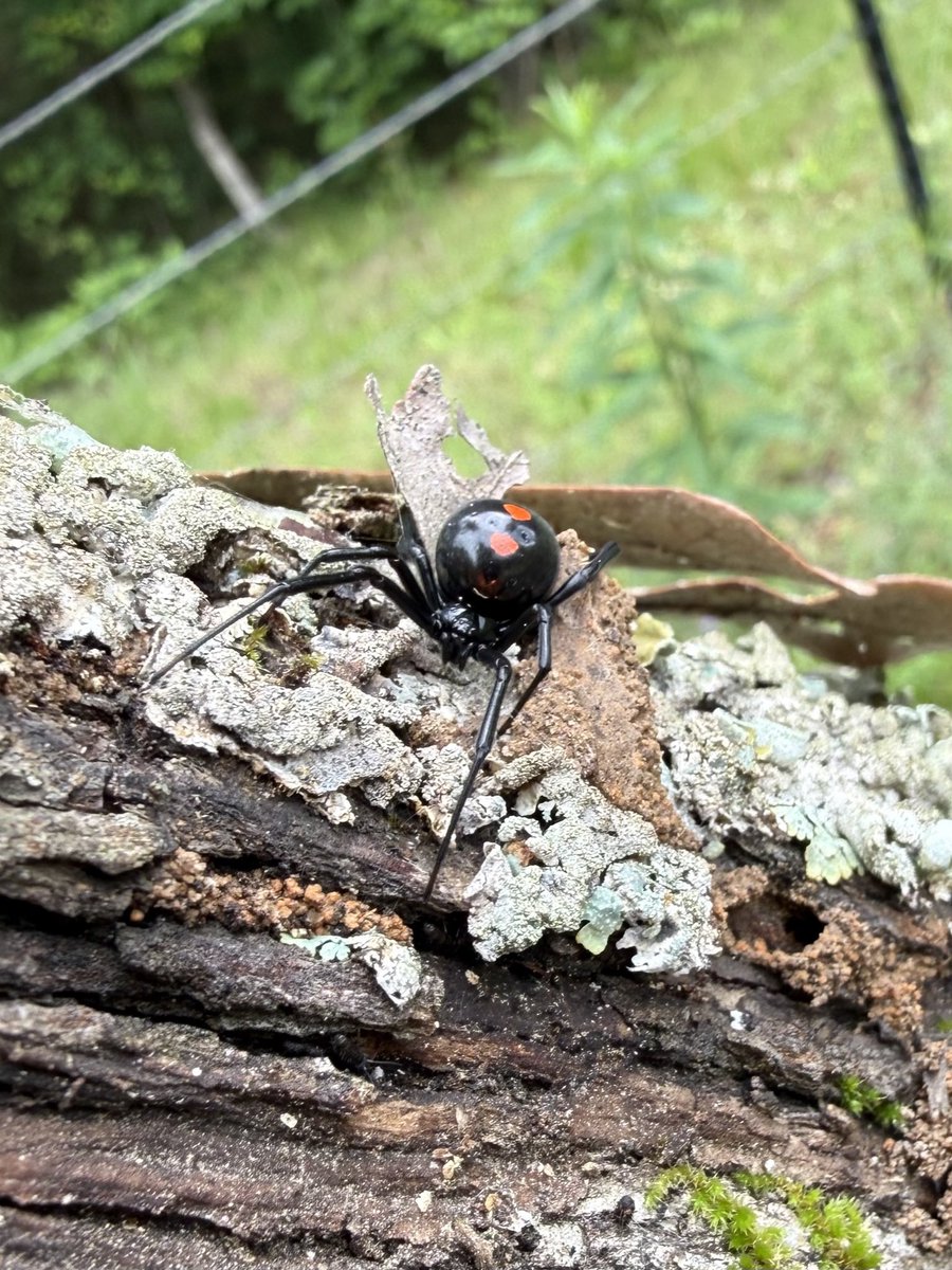 CharlieWat54909's tweet image. Springtime sure brings these kids out in droves. Another Shoe Button spider playing lumberjack…#livingthedream #rvlife #rvliving #outdoors #texasliving
