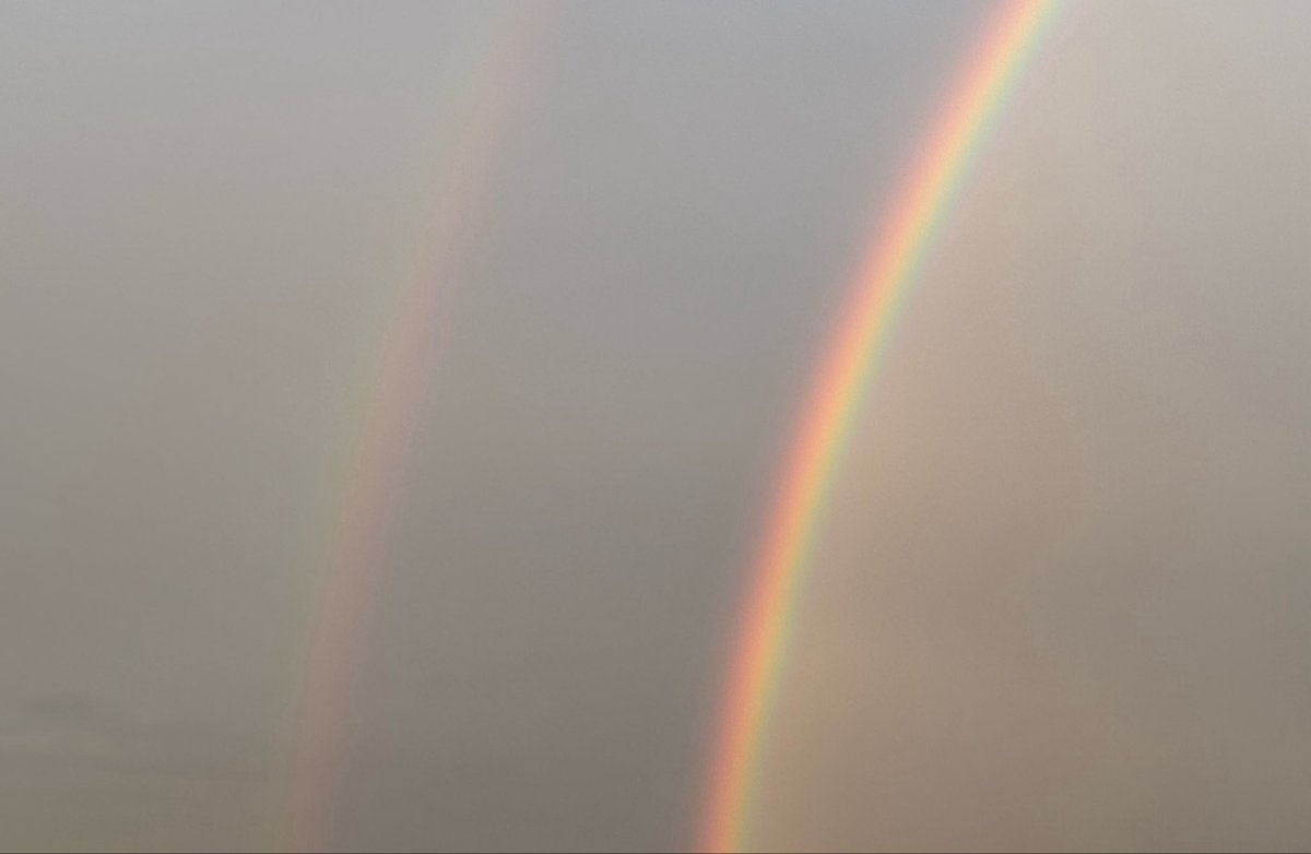 ねここ☆ tweet media