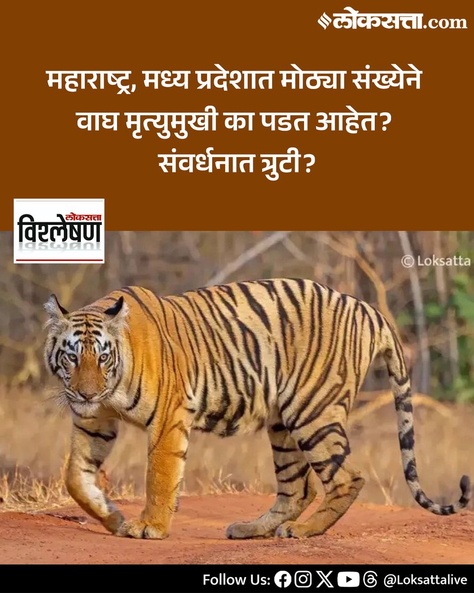 LoksattaLive's tweet image. महाराष्ट्र, मध्य प्रदेशात मोठ्या संख्येने वाघ मृत्युमुखी का पडत आहेत? संवर्धनात त्रुटी?

loksa.in/vrkIcg  &amp;lt; येथे वाचा सविस्तर वृत्त

#Marathinews #Tiger #Death