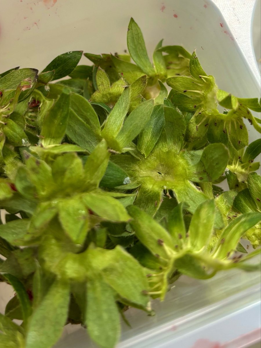 結木ゆな🥟 tweet media