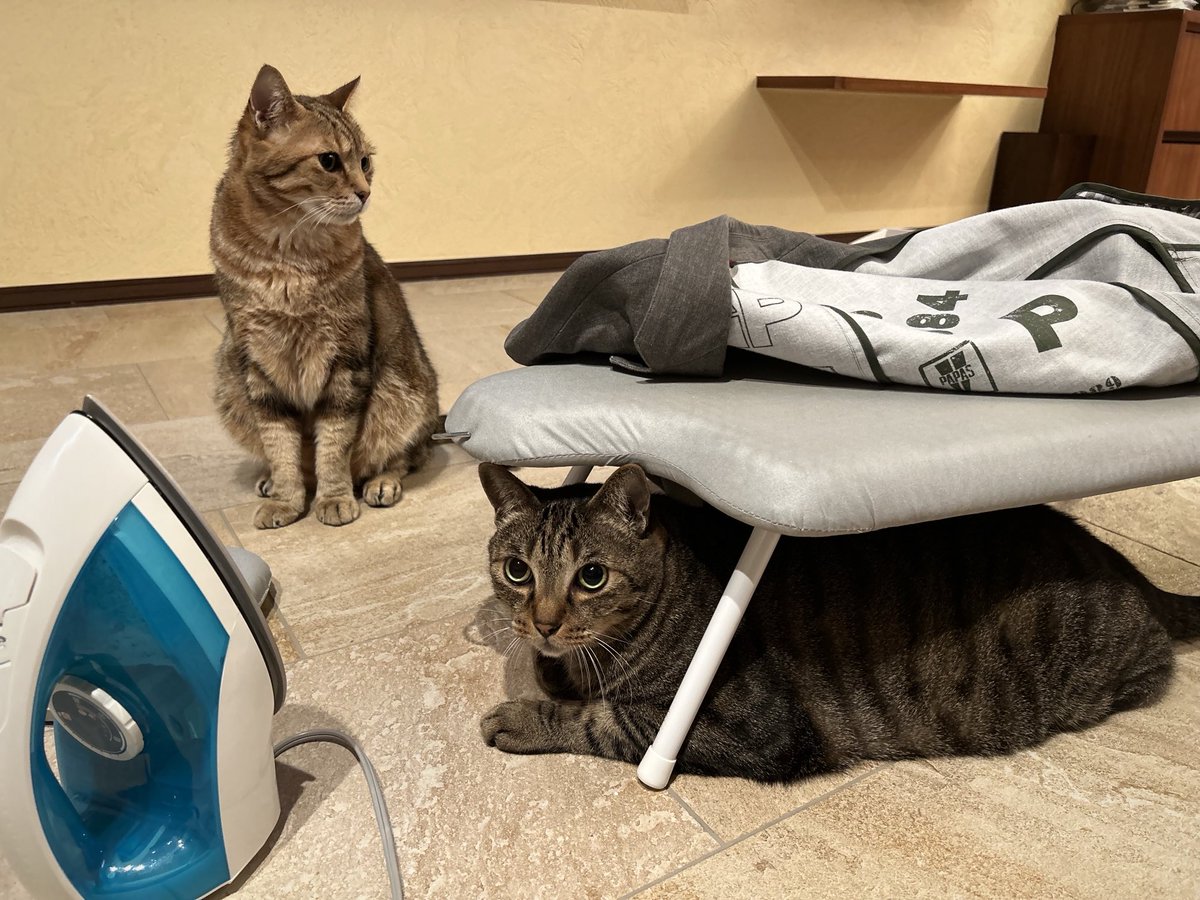 岩合光昭 tweet media