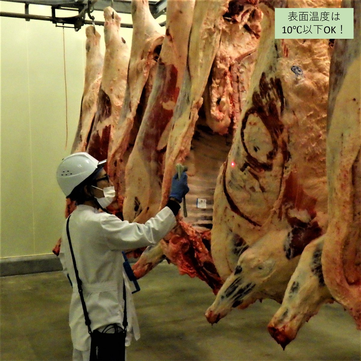 【♯山形県職員獣医師のおしごと】
～と畜場編～
４月、新任者２名を迎え、＃庄内食肉衛生検査所
は新年度体制に。
生体・内臓・枝肉検査や衛生監視を通じ、食肉の安全・安心を支えています。
公衆衛生分野に関心のある獣医学生の皆様、ぜひ職場見学にお越しください！
＃山形県
＃公務員獣医師