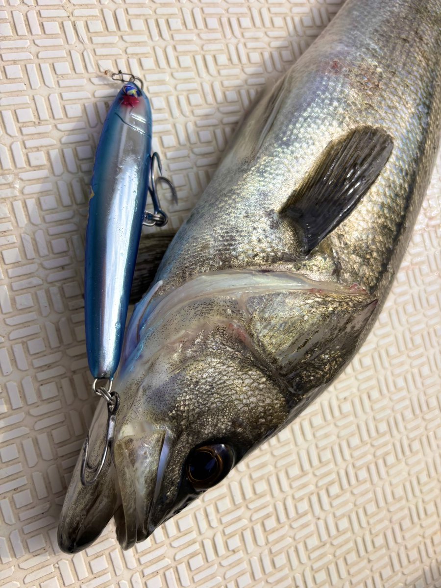 fishing_kana's tweet image. タイラバ便の帰りに30分だけシーバス狙い
⁡
10cmくらいのベイトにボコボコライズしていたので、ブリ用に持っていたガチペン130をドッグウォークさせて水面爆発！
⁡
誤爆もたくさんあったし、デイトップは視覚でも楽しめて最高にエキサイティング👍

#Fishman #BlueBlue #ガチペン130