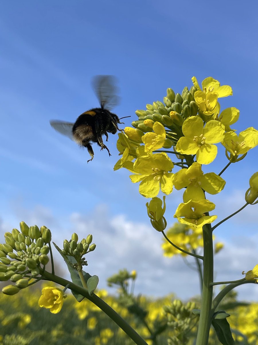 No1FarmerJake's tweet image. ⁦@BumblebeeTrust⁩ ⁦@FWAGAssoc⁩ Land Management for Pollinators on Your Farm today, #alwayslearning #bee #bumblebee 🐝🌻