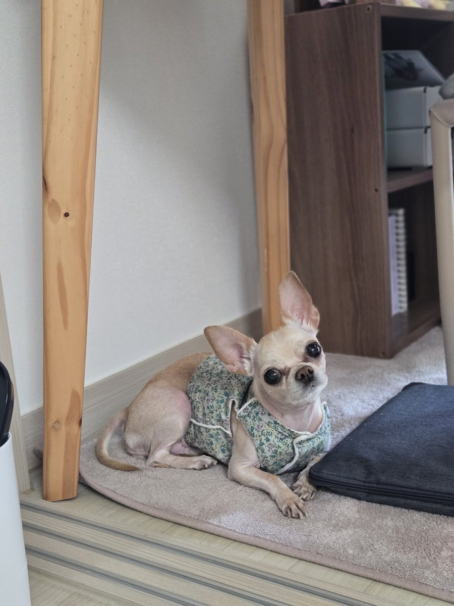 간?식 이라고 하니까 갸웃하는 우유 봐주시고 시간이 빨리 흐르진 않았으면 하는데 할일은 빨리 없어졌으면 좋겠어 7월에 휴가가야됨 같이 갈 사람