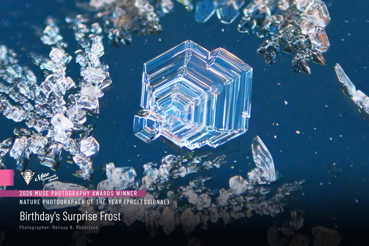 musephotoawards's tweet image. 𝟐𝟎𝟐𝟔 𝐂𝐚𝐭𝐞𝐠𝐨𝐫𝐲 𝐖𝐢𝐧𝐧𝐞𝐫 𝐨𝐟 𝐭𝐡𝐞 𝐘𝐞𝐚𝐫 📷

Birthday's Surprise Frost by Melissa N. Robertson

Winner's Page: tinyurl.com/4vdn6nff

🔗 Find out more via link in bio.

#MUSE #MUSEawards #MUSEPhotographyAwards #PhotoAwards #MUSEHighlight #naturephotography