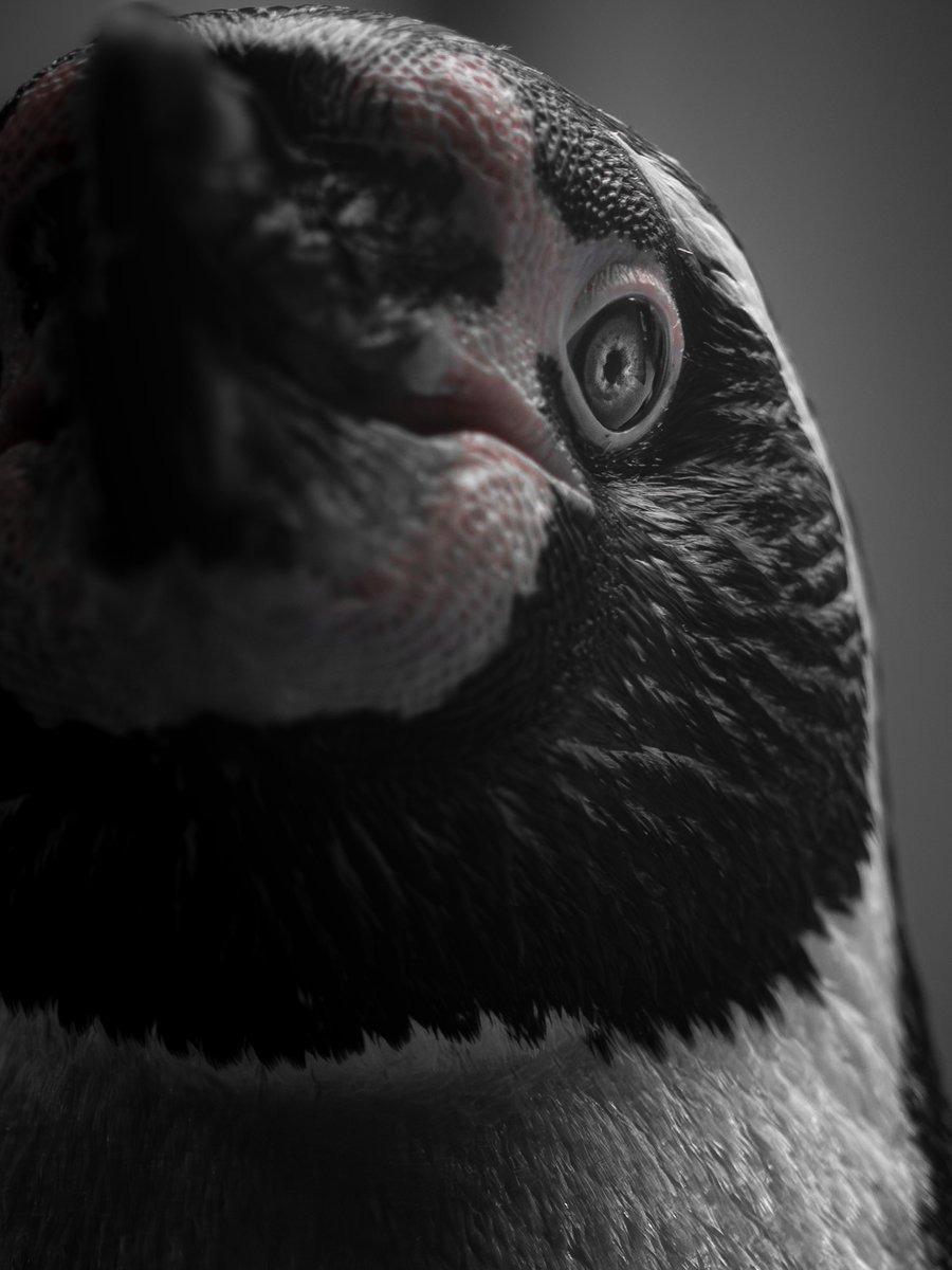 雅〜みやび〜 tweet media