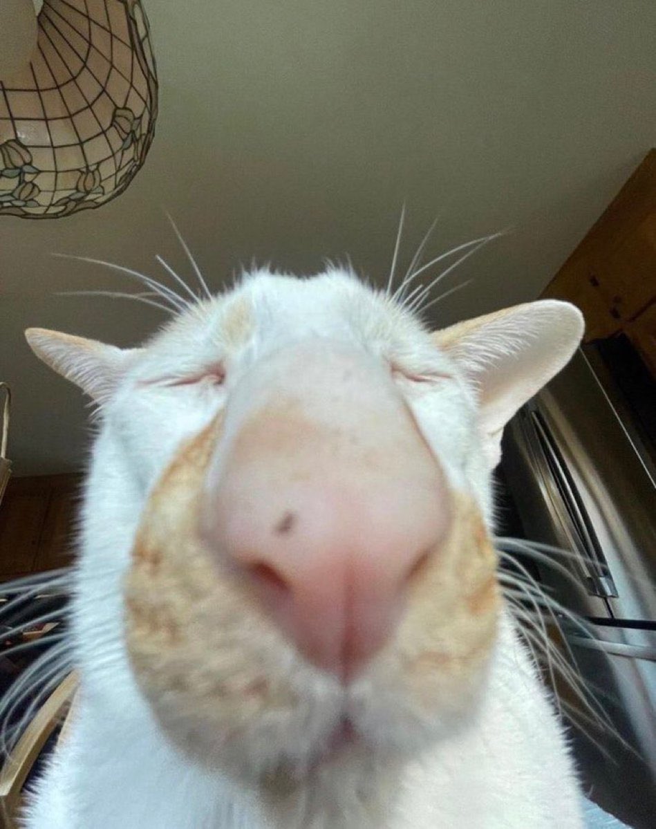 실눈이 시즌 2 tweet media