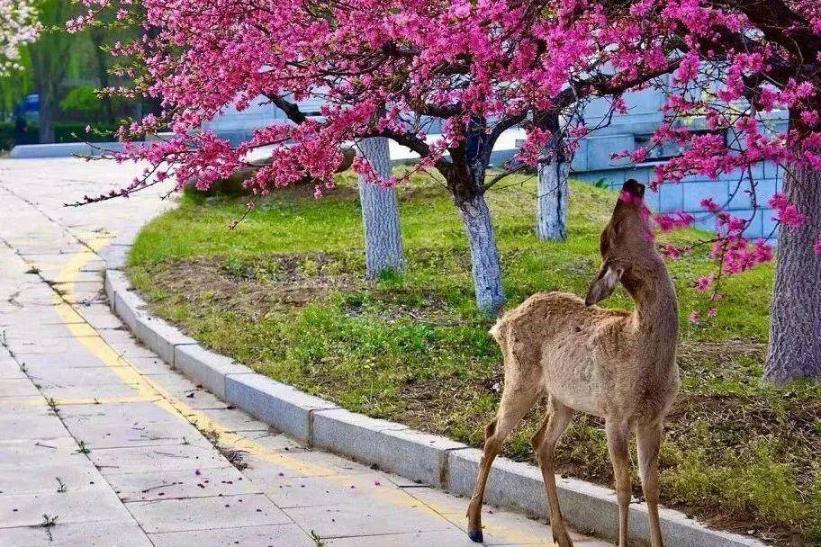 Liaoning, China tweet media