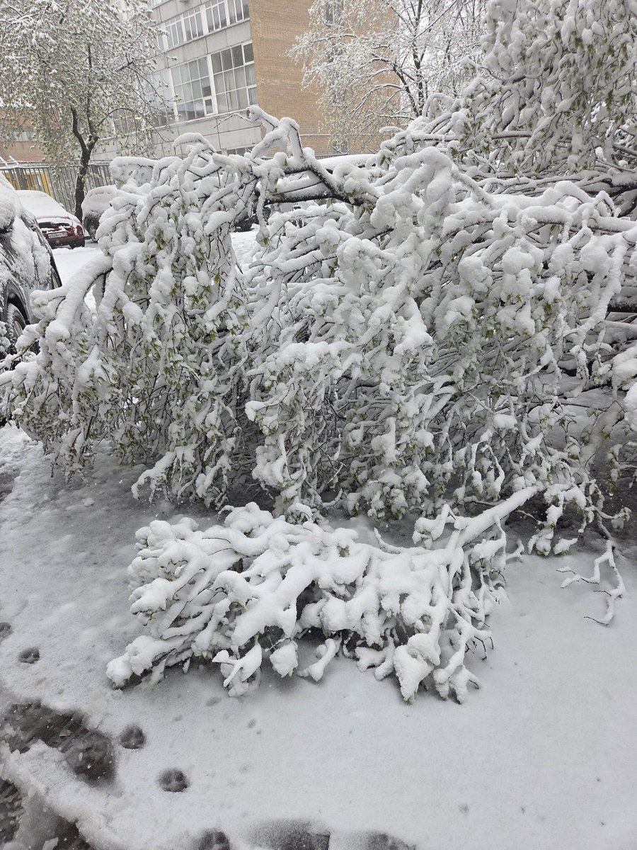 тень tweet media