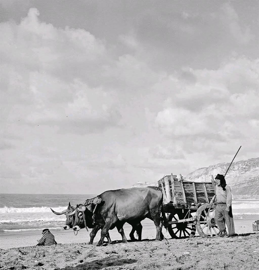 Portugal Rural tweet media