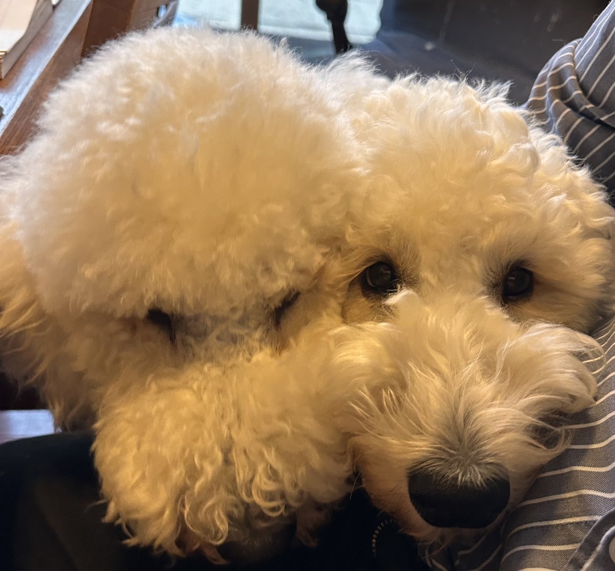 yaei_ceo's tweet photo. ご飯まち🐶

#dobook
#野営オフィス
#ゴールデンドゥードル 
#姉妹犬
#ゴールデンドゥードルf1b https://t.co/hWdz8a1hQW