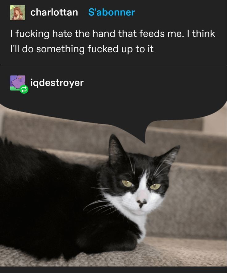 Tweets Of Cats tweet media