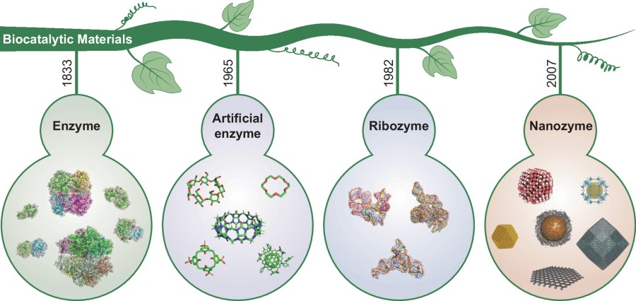 Nanozymes are nanomaterials with enzyme-like catalytic activity, providing stable, tunable, and cost-effective alternatives to natural enzymes. 
cd-bioparticles.com/products/nanoz…
