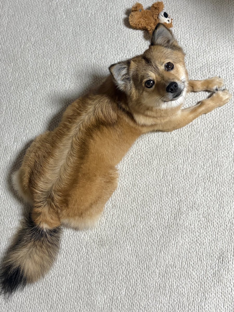 강아지 빨래했더니 등에 가르마생겼어