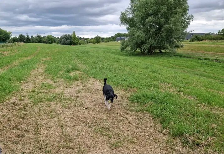 ClarenceDu42s's tweet image. Pas besoin de filtre quand le bonheur a quatre pattes et un grand champ devant lui.
#NoFilter #DogMom #VieSimple #Balade Lui, un champ, la liberté. Mon lundi commence bien. 🌾
#MondayMotivation #Chien #NatureLover