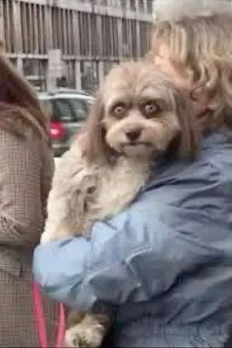 DontMin14156823's tweet image. To the light skin community you guys have someone who can fill Queen Naija big role in the community.
KLAY THOMPSON will now be personally persecuted whenever light skin does some fuck shit.
May you suffer forever tortilla looking ass bitch💋 
#meganthestallion #justice