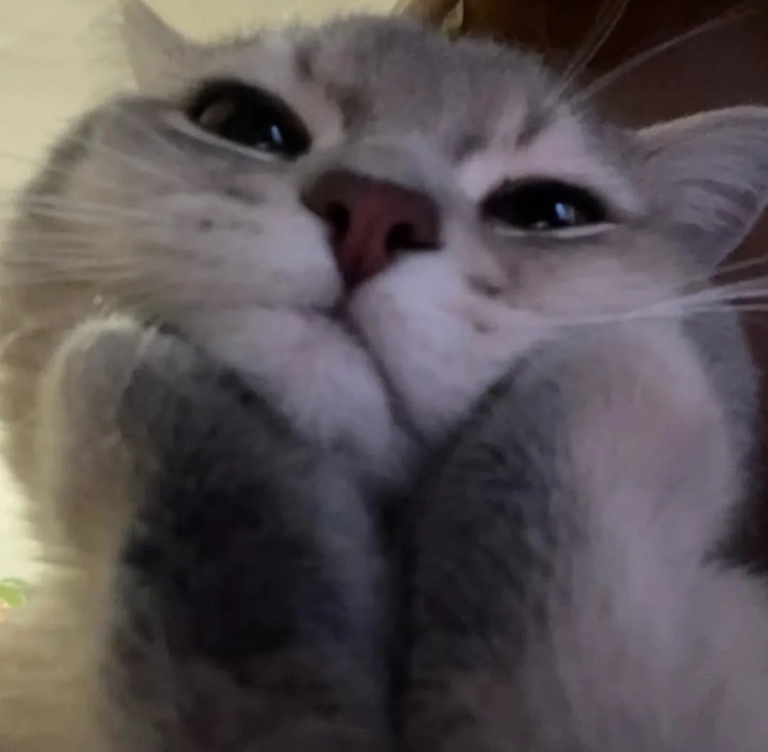 popular cat post tweet media