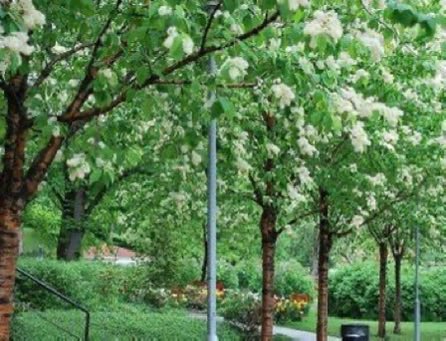thegardenvsw's tweet image. With its pale green leaves and masses of tiny white flowers, Prunus maackii makes a change from the innumerable pinks and reds of the flowering trees one now sees in most #gardens. 
#gardening