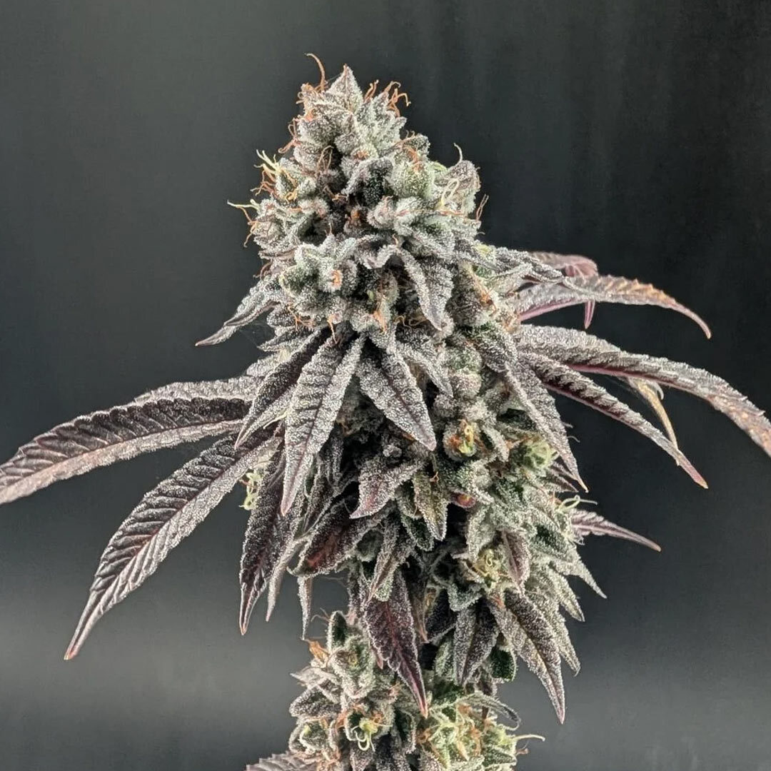 Fast_Buds's tweet photo. 🧄Garlic Mint Sherbet🍨 New Photoperiod Strain

Garlic Mint Sherbet (aka GMO) is one of our latest photoperiod projects, built from a Garlic Cookies (GMO) clone crossed with Sherbanger phenotype.

The goal was clear from the start, combine the raw power and resin production of GMO with the depth and complexity of Sherbet-based terpenes.
What came out is a profile that keeps evolving.

At first, you get that soft Sherbet sweetness, but the more you work with it, the more it opens — into fresh garlic, spice, and a refreshing minty edge. It’s not a one-layer terp. It builds over time.

On the plant side, this line delivers large, dense flowers with extremely high trichome production, making it one of the strongest resin producers we’ve worked with.

It’s also a very solid washer, with strong returns across different extraction methods.
This is a line built for people who care about terpene depth, resin, and real performance.