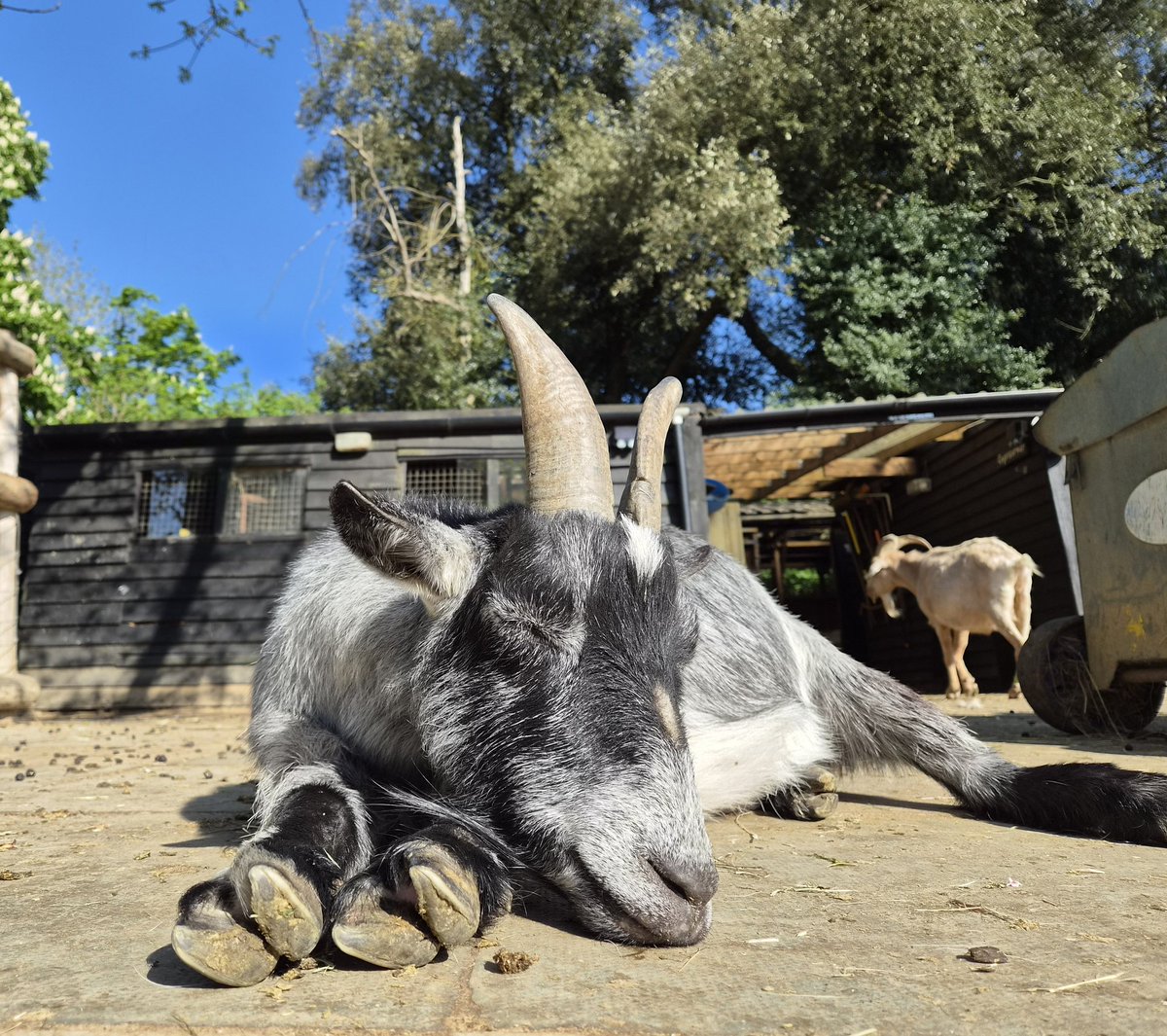 Buttercups Sanctuary For Goats tweet media