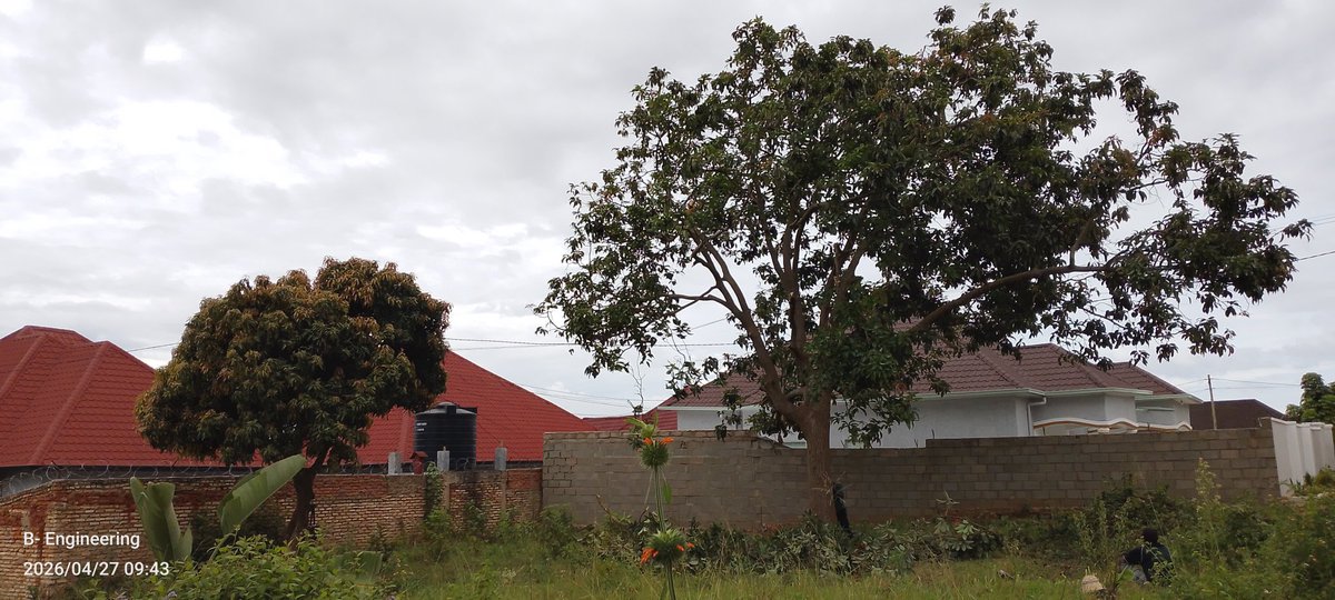 BlockStructkv's tweet image. #Day2 igikorwa dutangiranye ni site clearance aho ibiti nimizi yabyo igomba kuva mubutaka murwego rwo kwakira foots zacu. Mugumane natwe #siteclearance