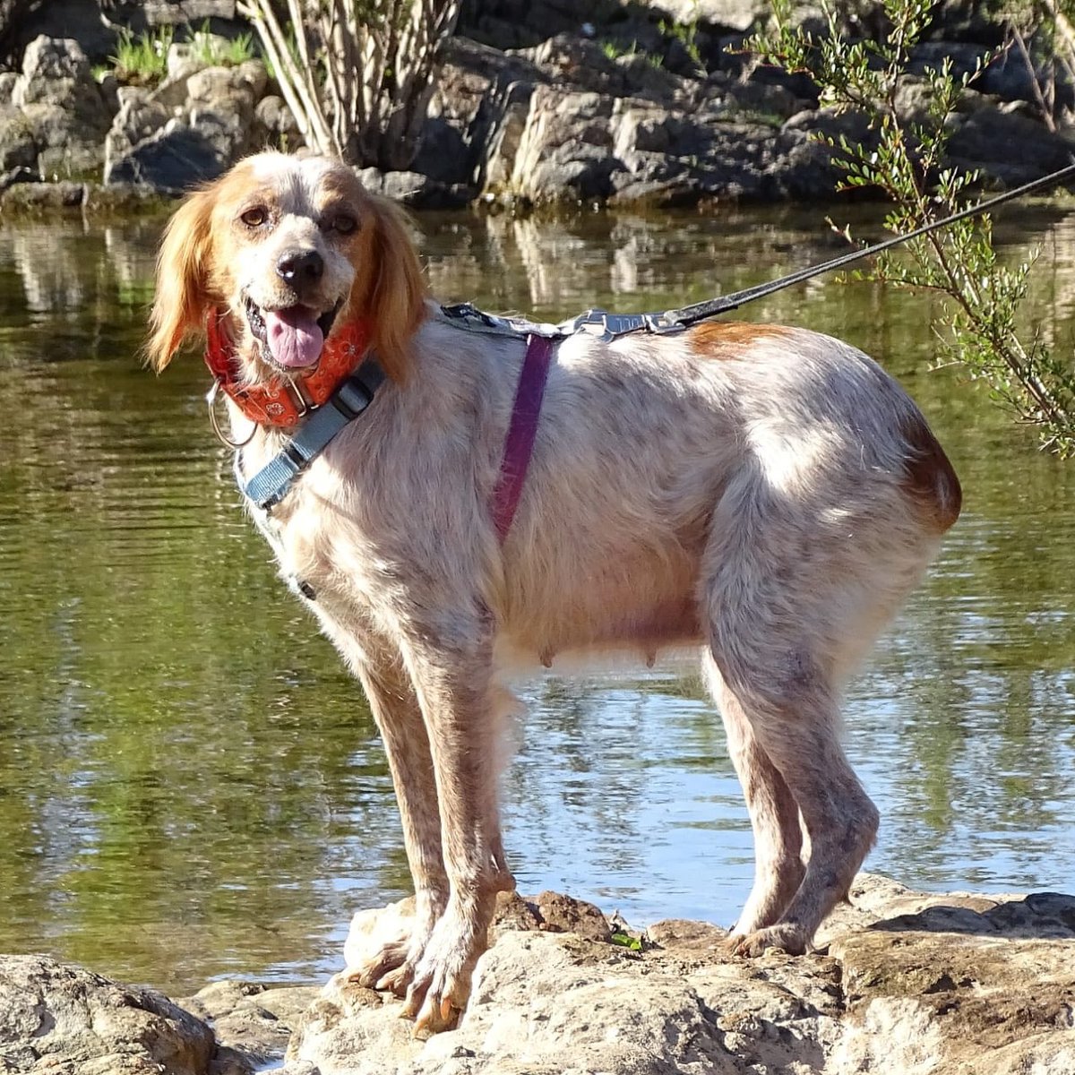 #SEVILLA
#RANIA tiene 7 años. Aunque ahora, afortunadamente, está en acogida, ha vivido demasiado tiempo el abandono y su cuerpo refleja todo lo que ha tenido que pasar: dio positivo en leishmania, tiene dermatitis, una hernia… todo fruto de la dejadez 😔

Su casa de acogida
