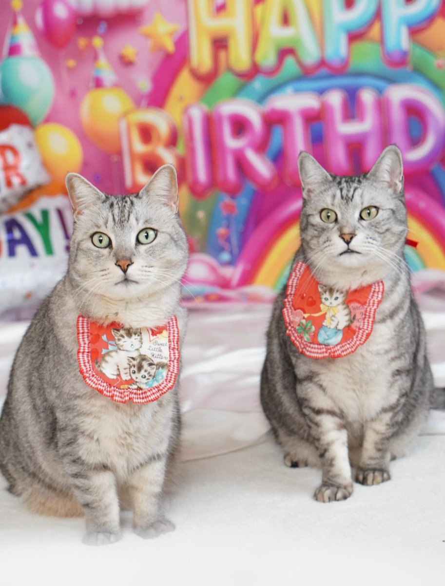 nyaa_oniichan's tweet photo. きょうはにゃーちゃんおにいちゃんのうちの子記念日＆お誕生日ですにゃ😸💕
推定７歳になったにゃ😸みにゃさまいつも仲良くしてくれてありがとにゃ😺💕

#猫
#うちの子記念日　
#ハッピーバースデー https://t.co/4EAZf88Xei
