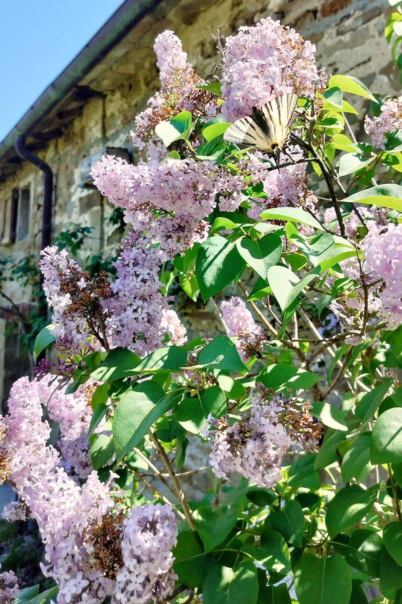 Anna Maria Felappi tweet media