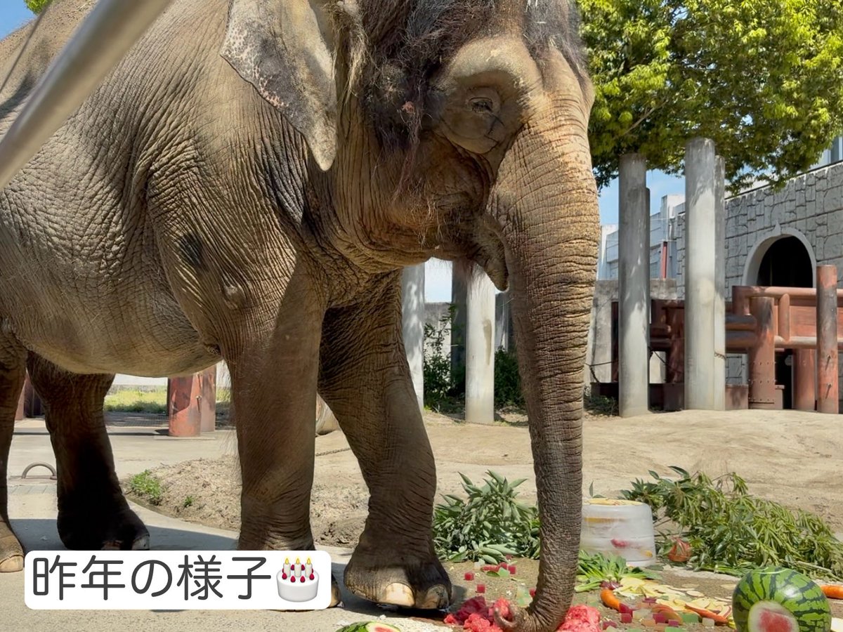 バースデーイベントまであと少し！

ファンの方からフルーツが続々と届いています🎁ありがとうございます！

一方、準備中のゾウ担当🐘
氷のケーキは1週間前から、水とフルーツ入れて凍らせて…を数日おきに繰り返して作っています🎂

カラフル寒天も下ごしらえ🫕

ぜひいっしょにお祝いしましょう🎉