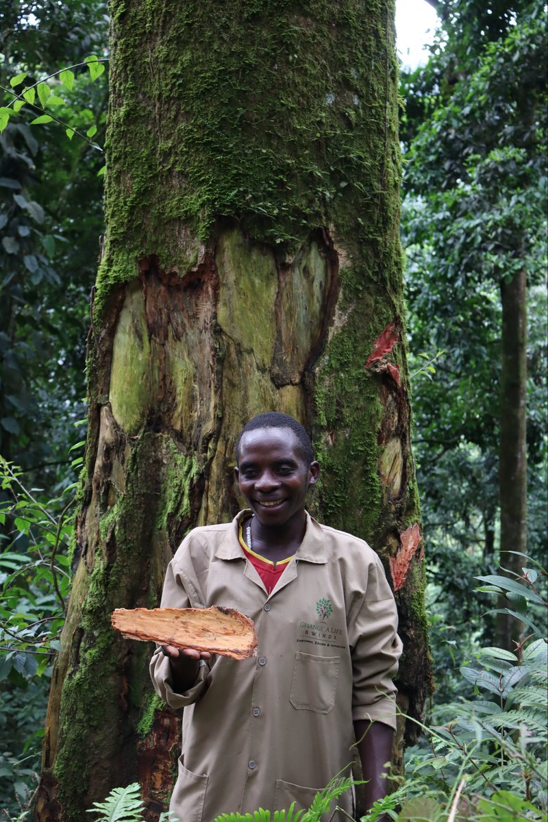ChangeBwindi's tweet photo. Did you know that the Batwa are deeply connected to nature, using medicinal plants as part of their cultural heritage? 

To them, health is a spiritual journey tied to land and ancestors. Illness signifies disconnection, and rituals with forest spirits are vital for healing. https://t.co/jeTc9131R1