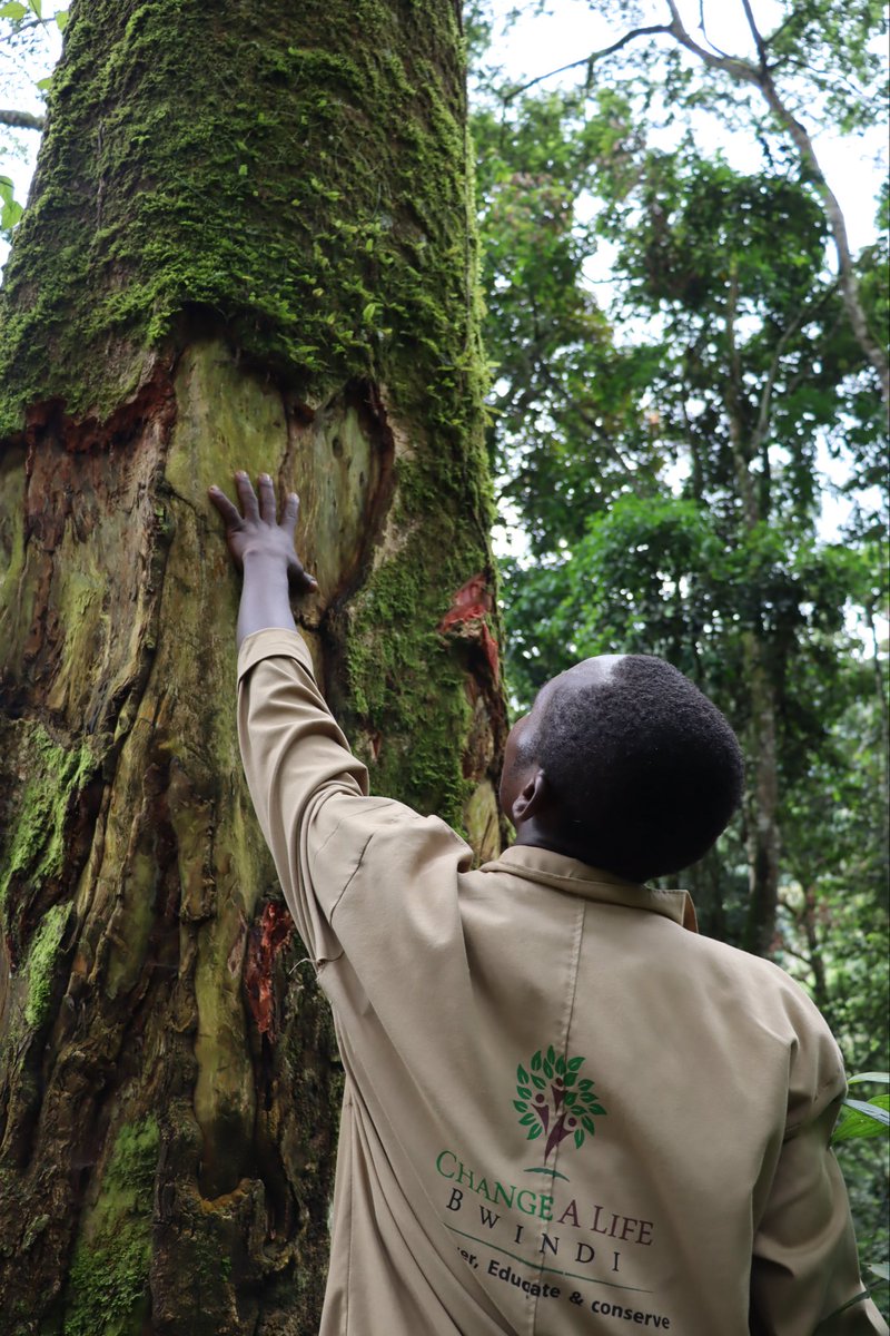 ChangeBwindi's tweet photo. Did you know that the Batwa are deeply connected to nature, using medicinal plants as part of their cultural heritage? 

To them, health is a spiritual journey tied to land and ancestors. Illness signifies disconnection, and rituals with forest spirits are vital for healing. https://t.co/jeTc9131R1