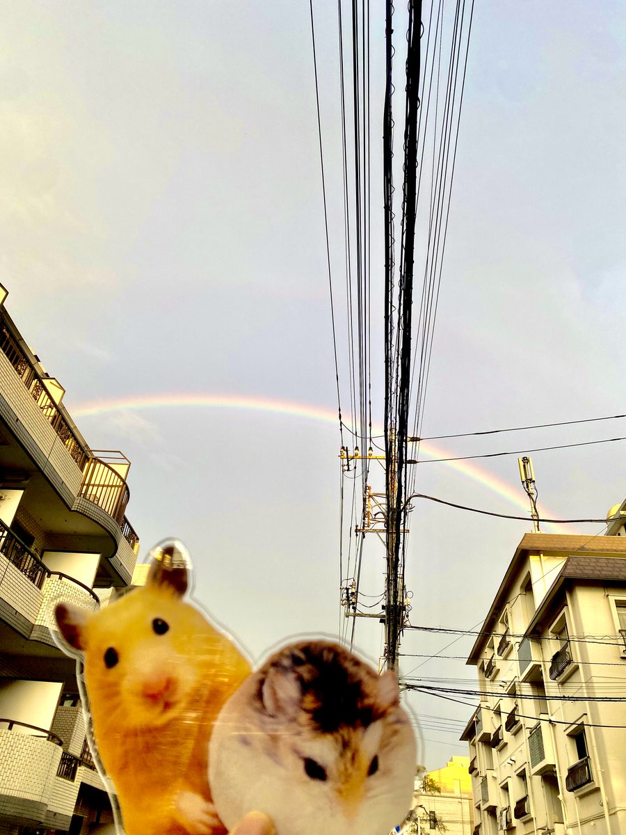 makoto_nitahara's tweet photo. ハムスター合同展「はむびより」、無事に終了いたしました🐹

会期中お越しくださった皆さま、気にかけてくださった皆さま、作品を迎えてくださった皆さま、本当にありがとうございました。

今日は雨が降ったり止んだりのお天気でしたが、最後には空に虹がかかり、展示の締めくくりにふさわしい“はむびより”な一日になりました🌈

たくさんの出会いと思い出に感謝しています。

またどこかでお会いできますように。

#はむびより #ハムスター #展示 #イラスト #ありがとう