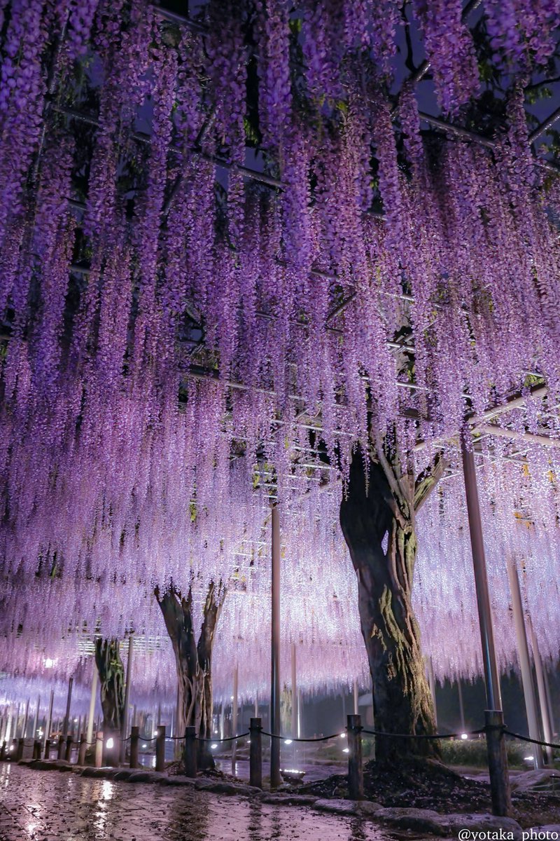 よたか tweet media